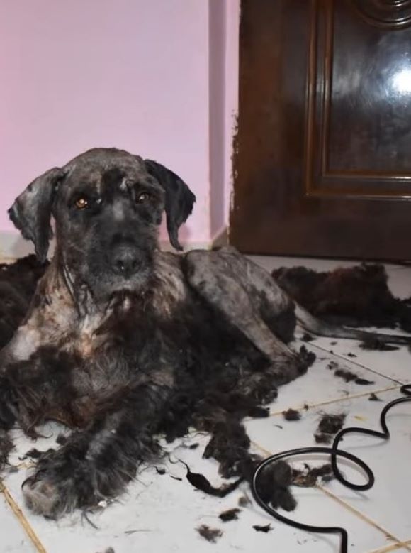 black dog with overgrown fur