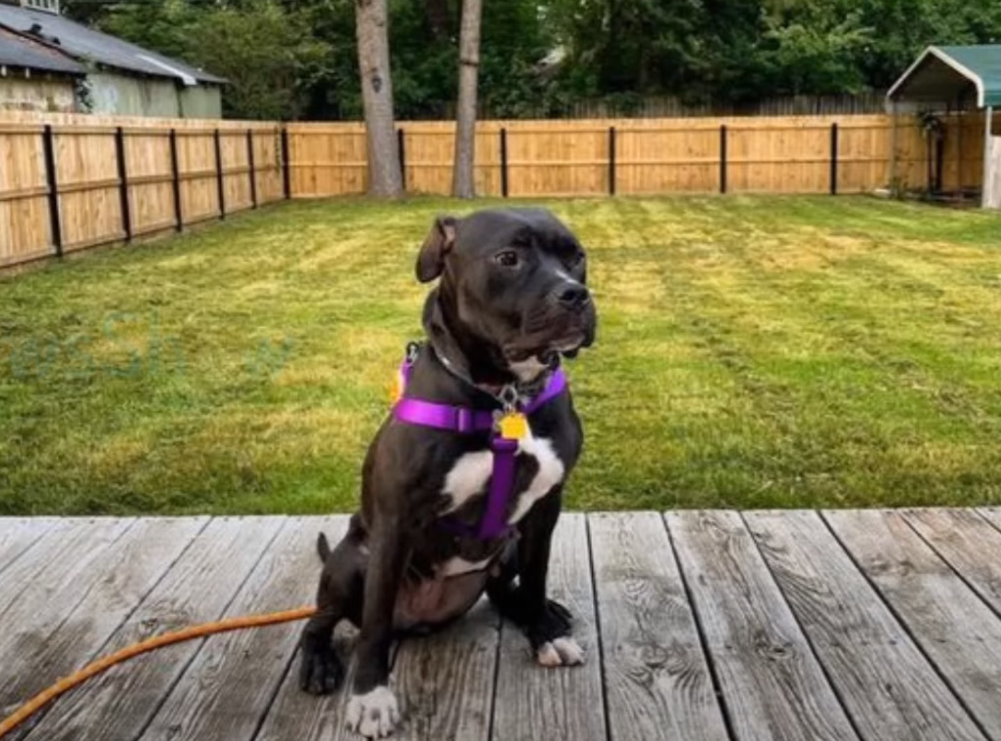 black dog with purple leash