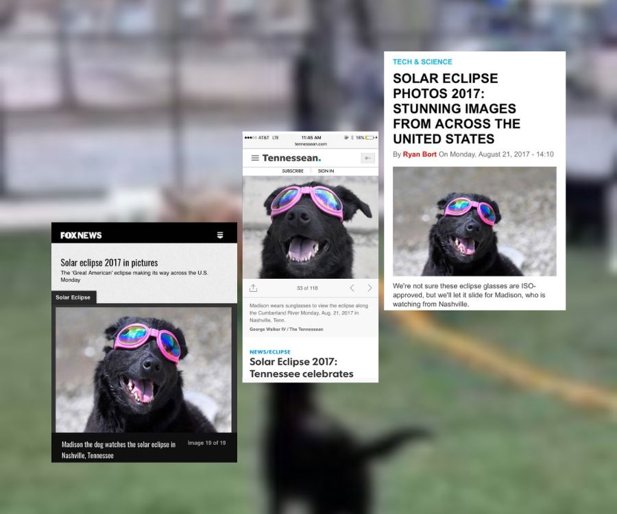 black dog with sunglasses