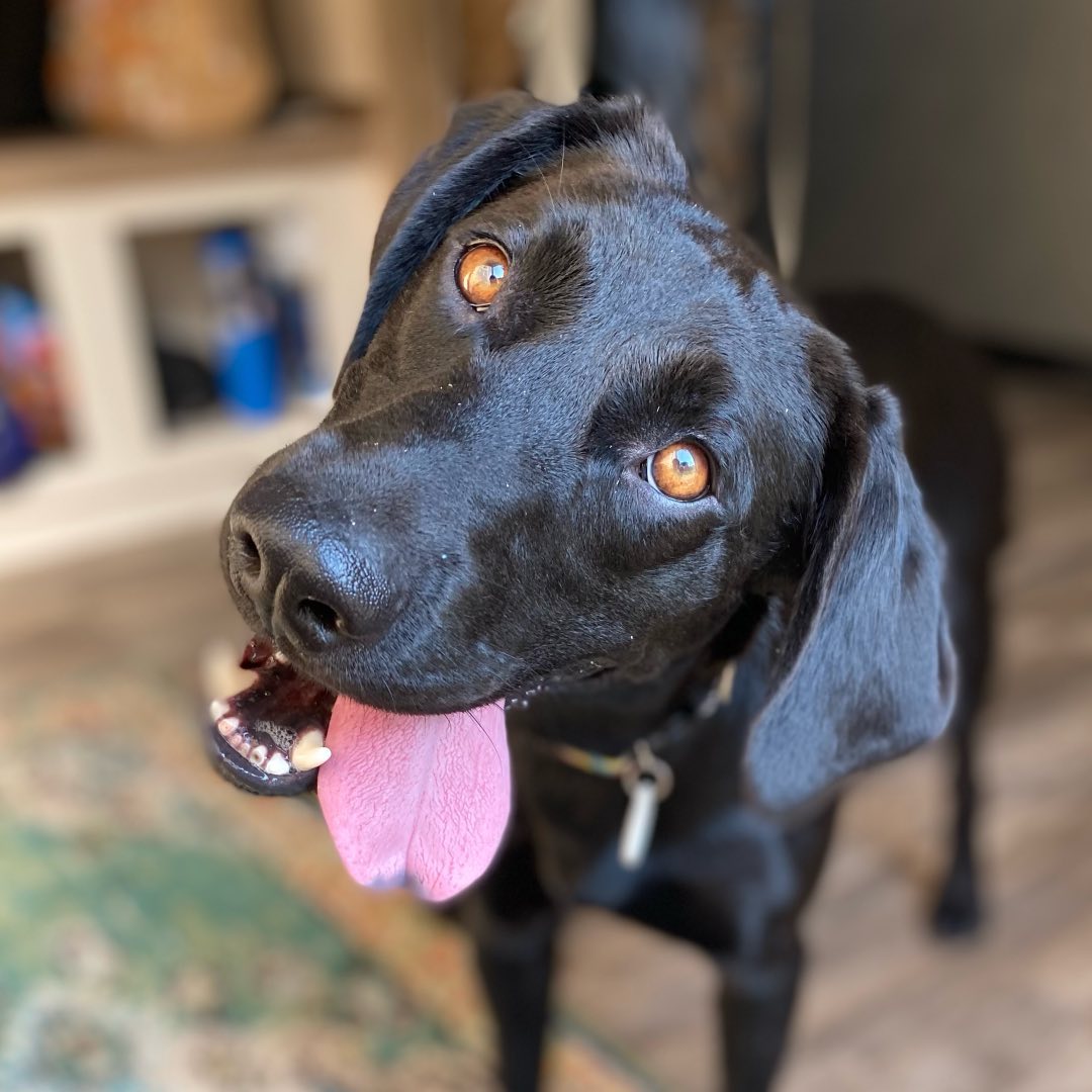 Black dog with tongue out