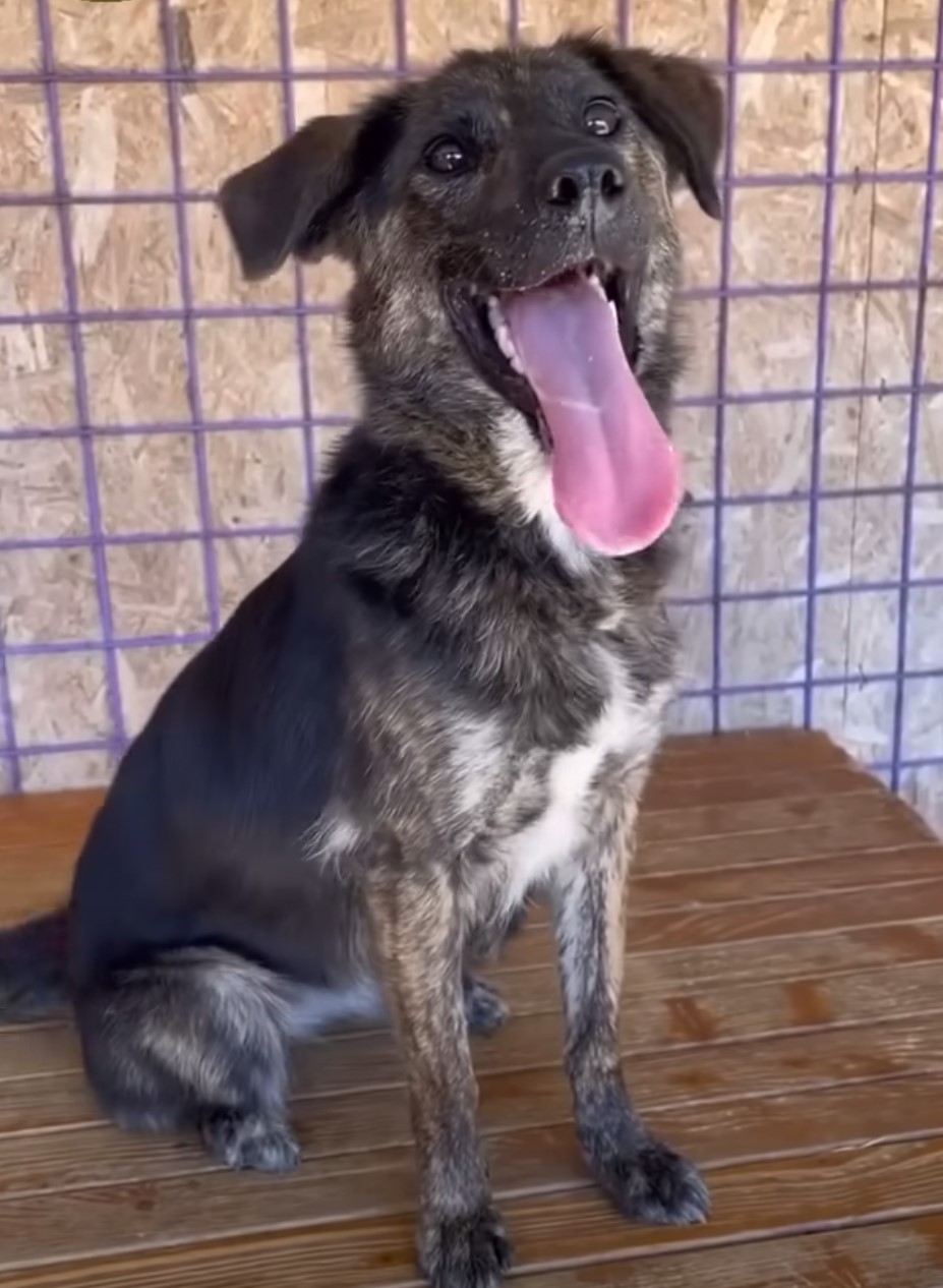 black dog with tongue out