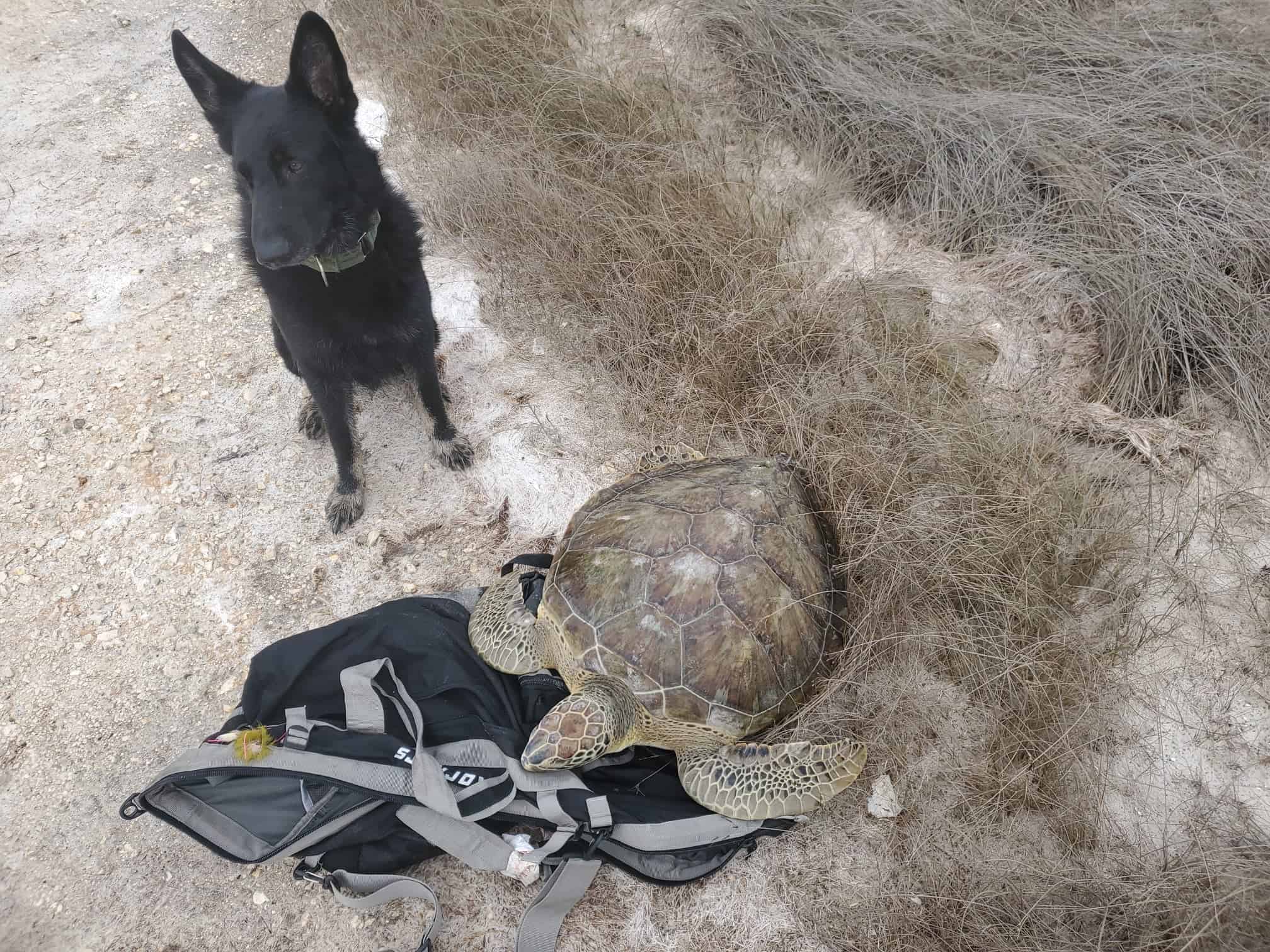 black dog with turtle