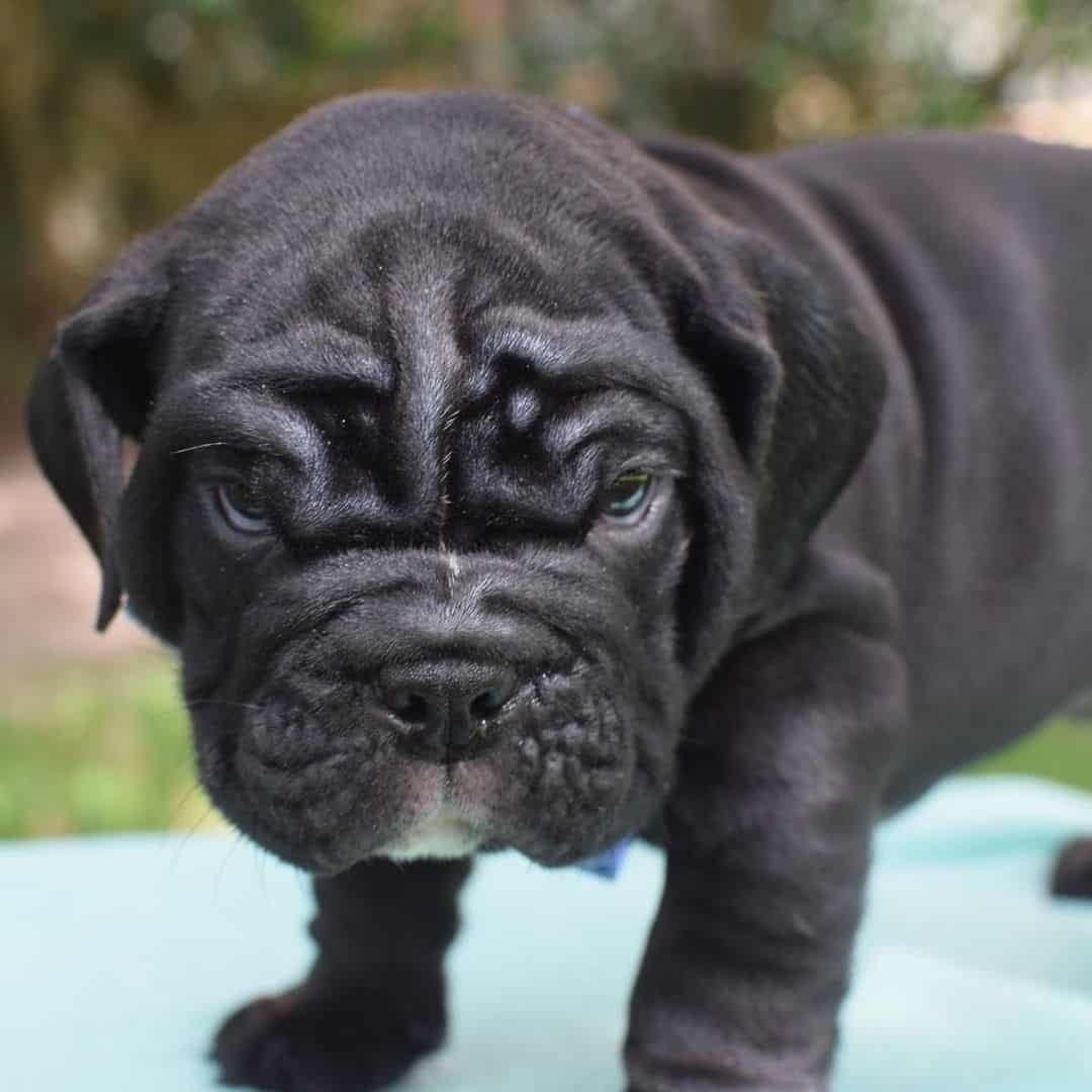 black english bulldog puppy