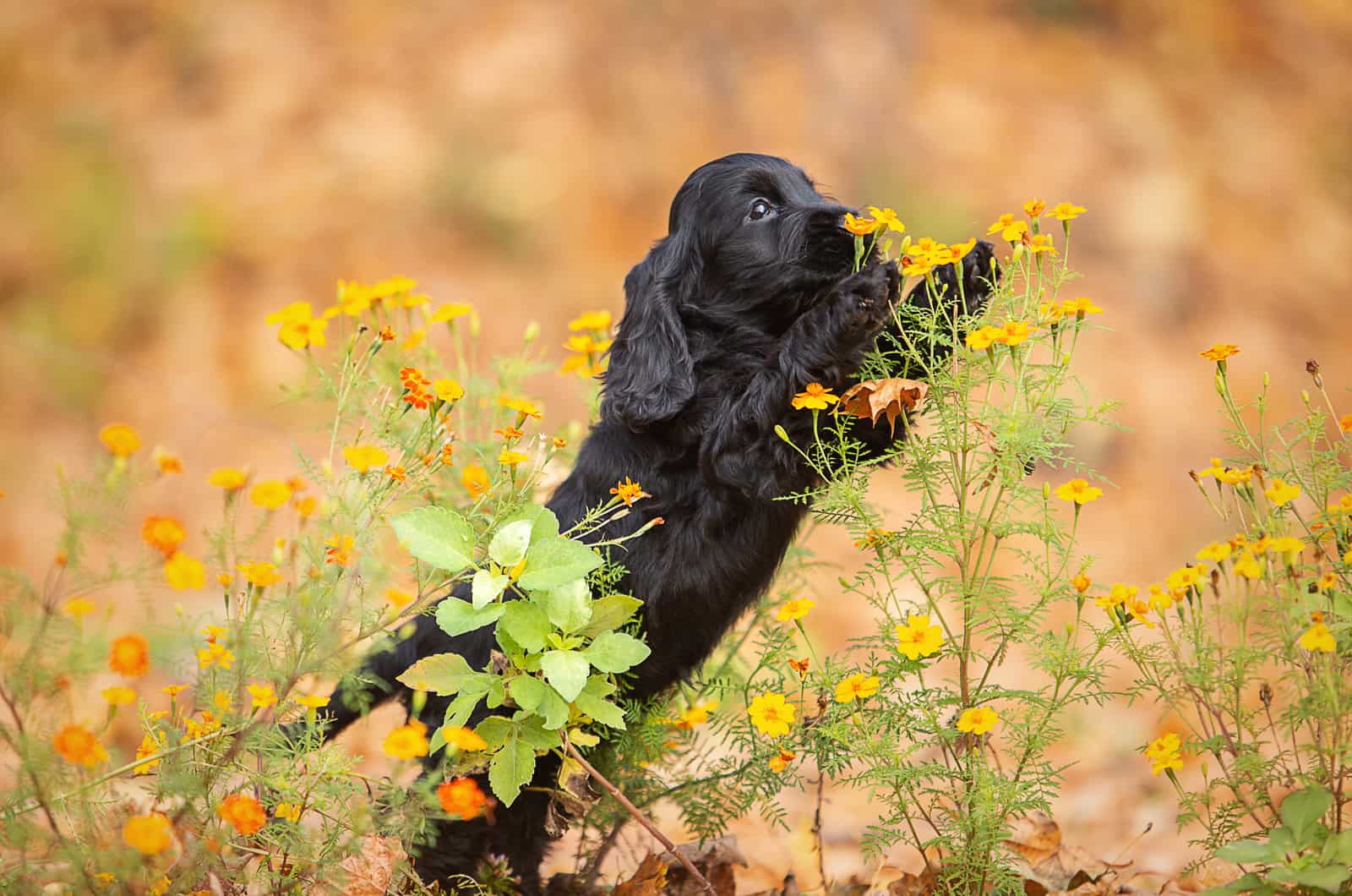 black english cocker spaniel