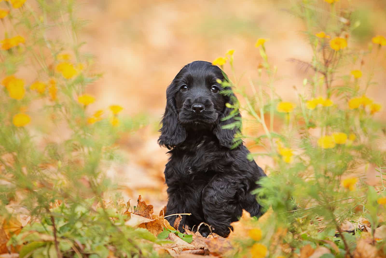 black english cocker spaniel puppy