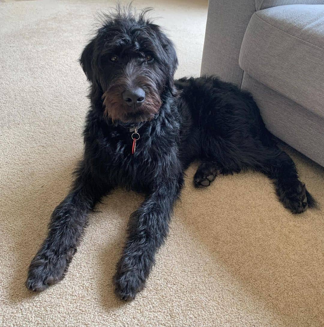 black f1 labradoodle