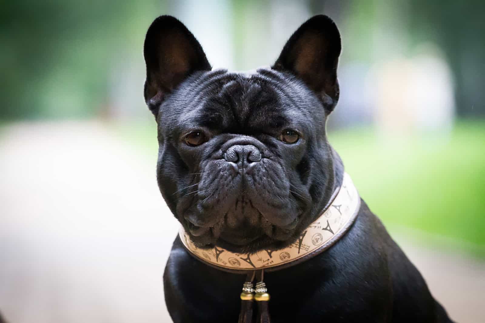 black french bulldog outdoors in sunny day