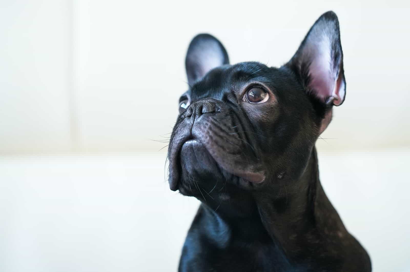 black french bulldog