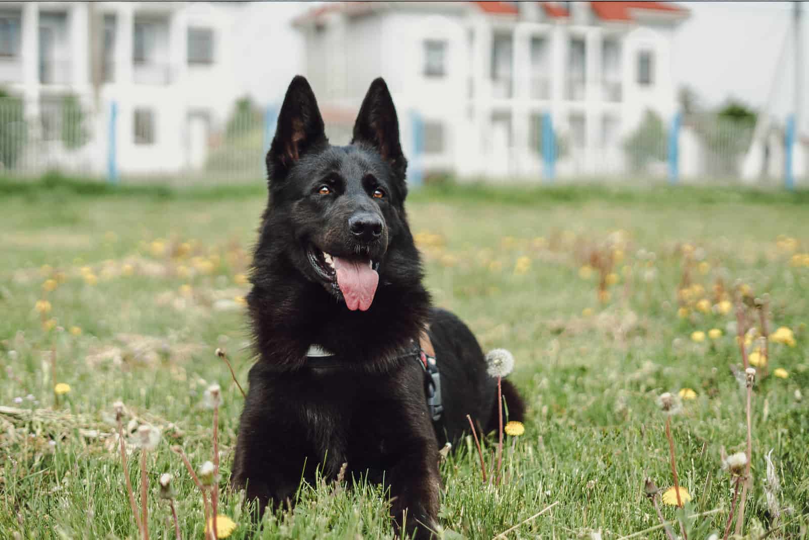 black german shepherd lies in green grass