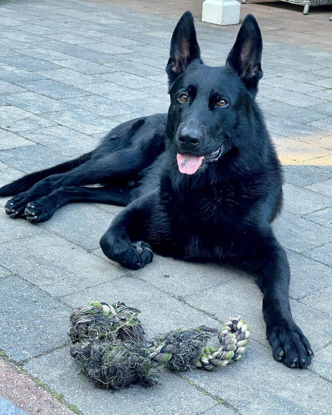 Black German Shepherd lying on the pavement