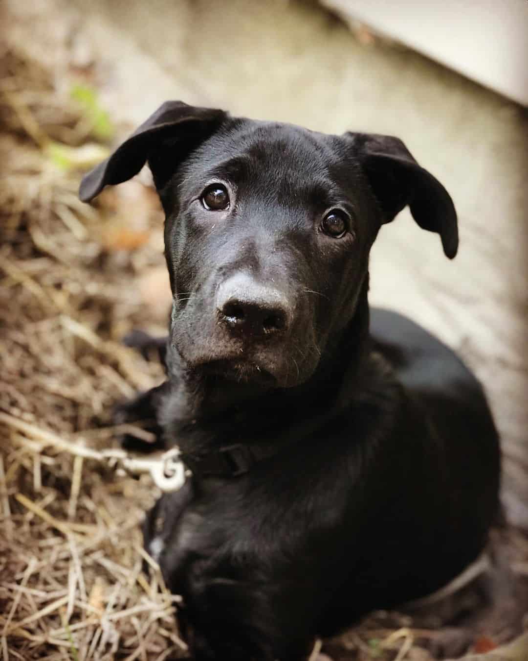 black German Shepherd Mastiff Mix