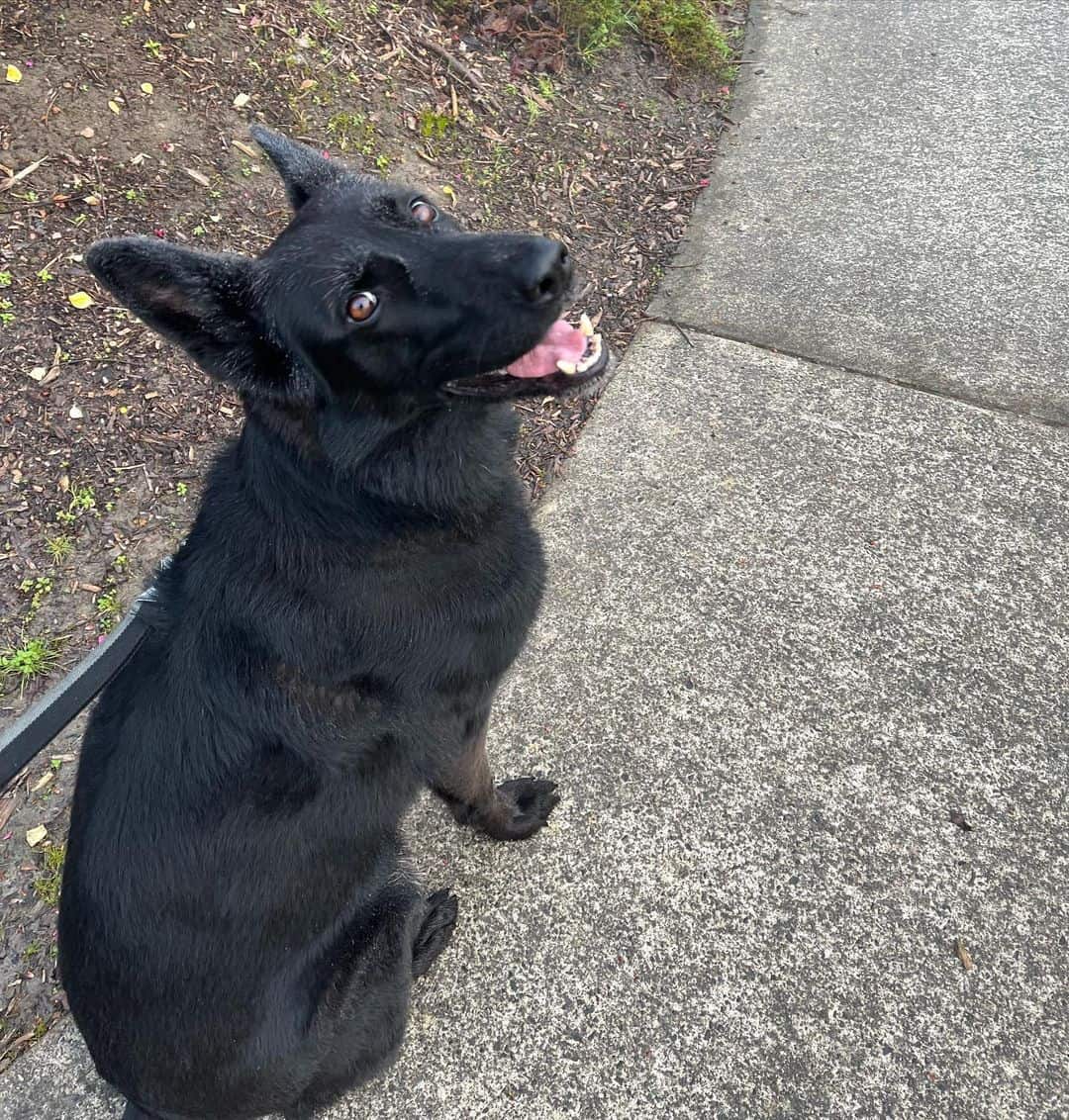 Black German Shepherd sits and looks at the camera with his back turned