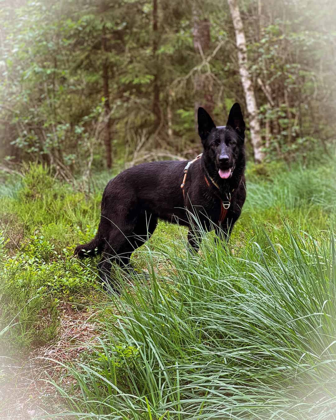 Black German Shepherd standing in the grass