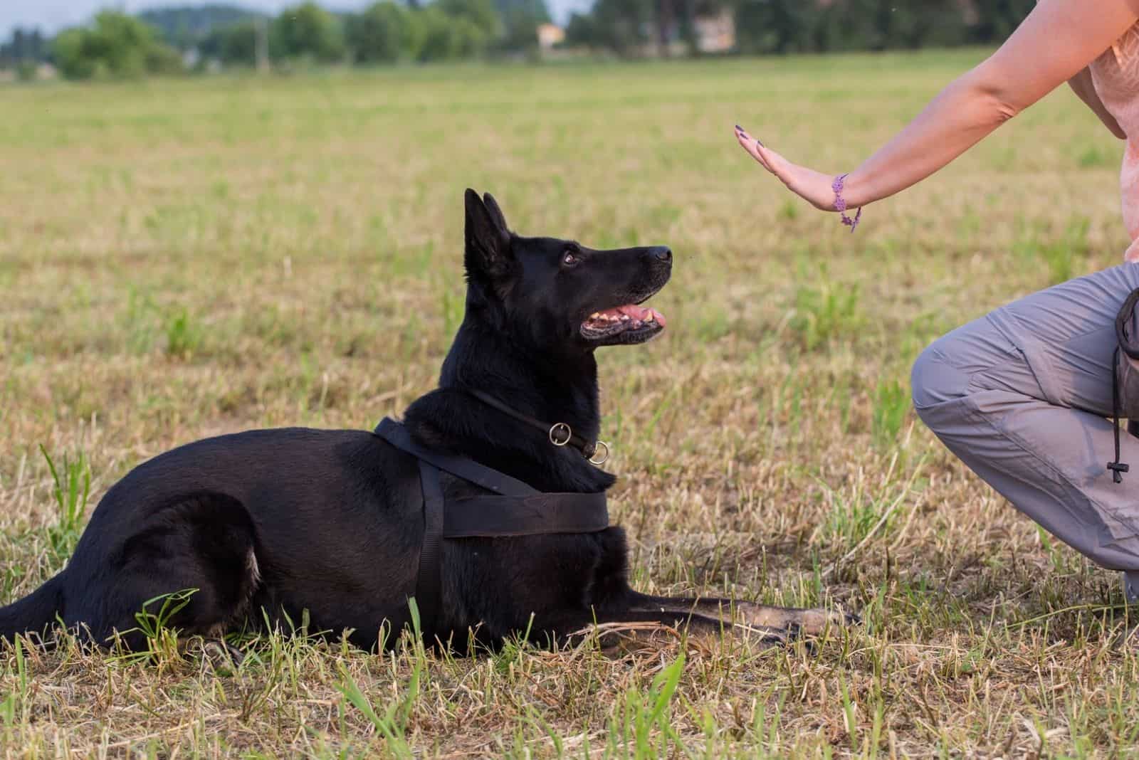 black german shepherd trained by the owner in the field