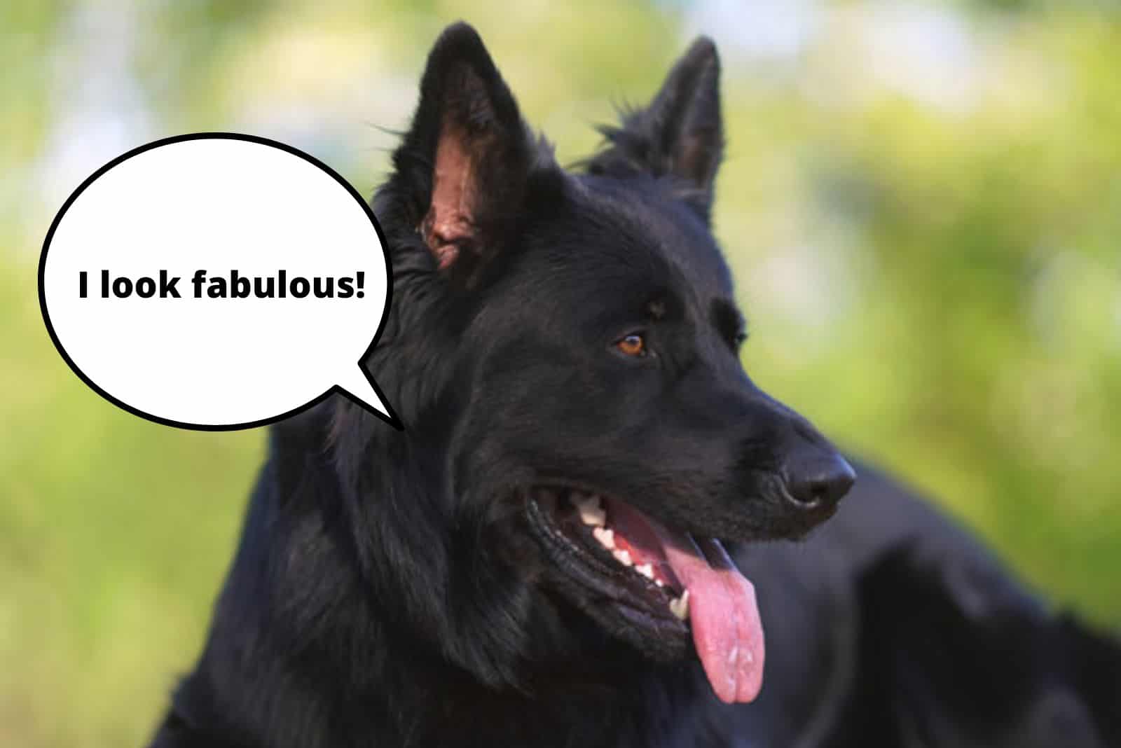 black german shepherd with shiny coat