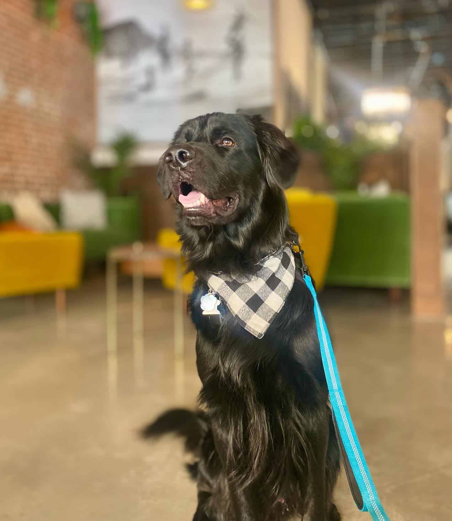 black golden retriever sitting indoor