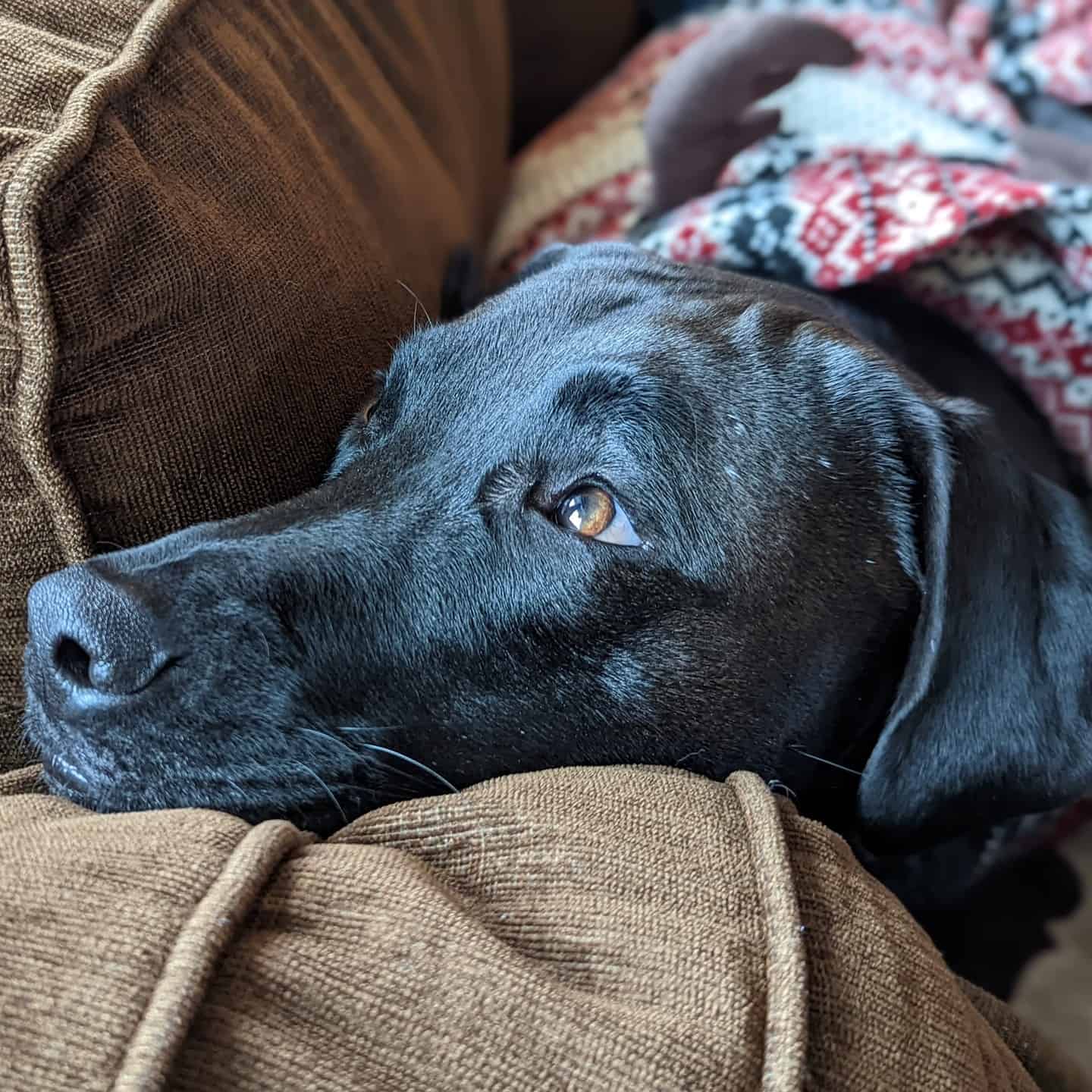 black golden retriever snuggle