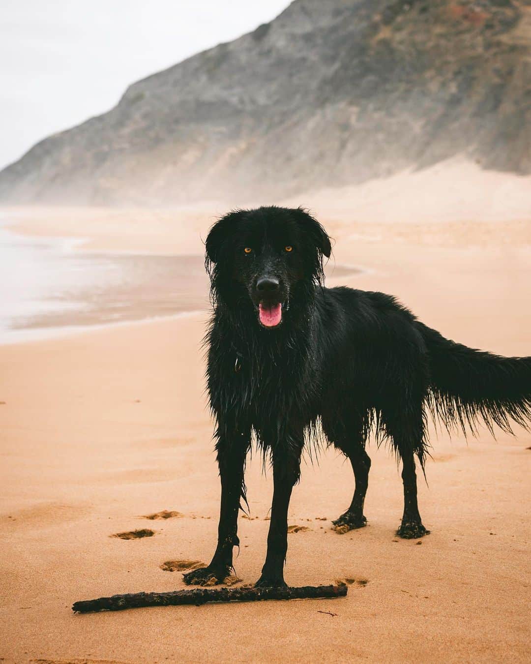 black golden retriever on the beach