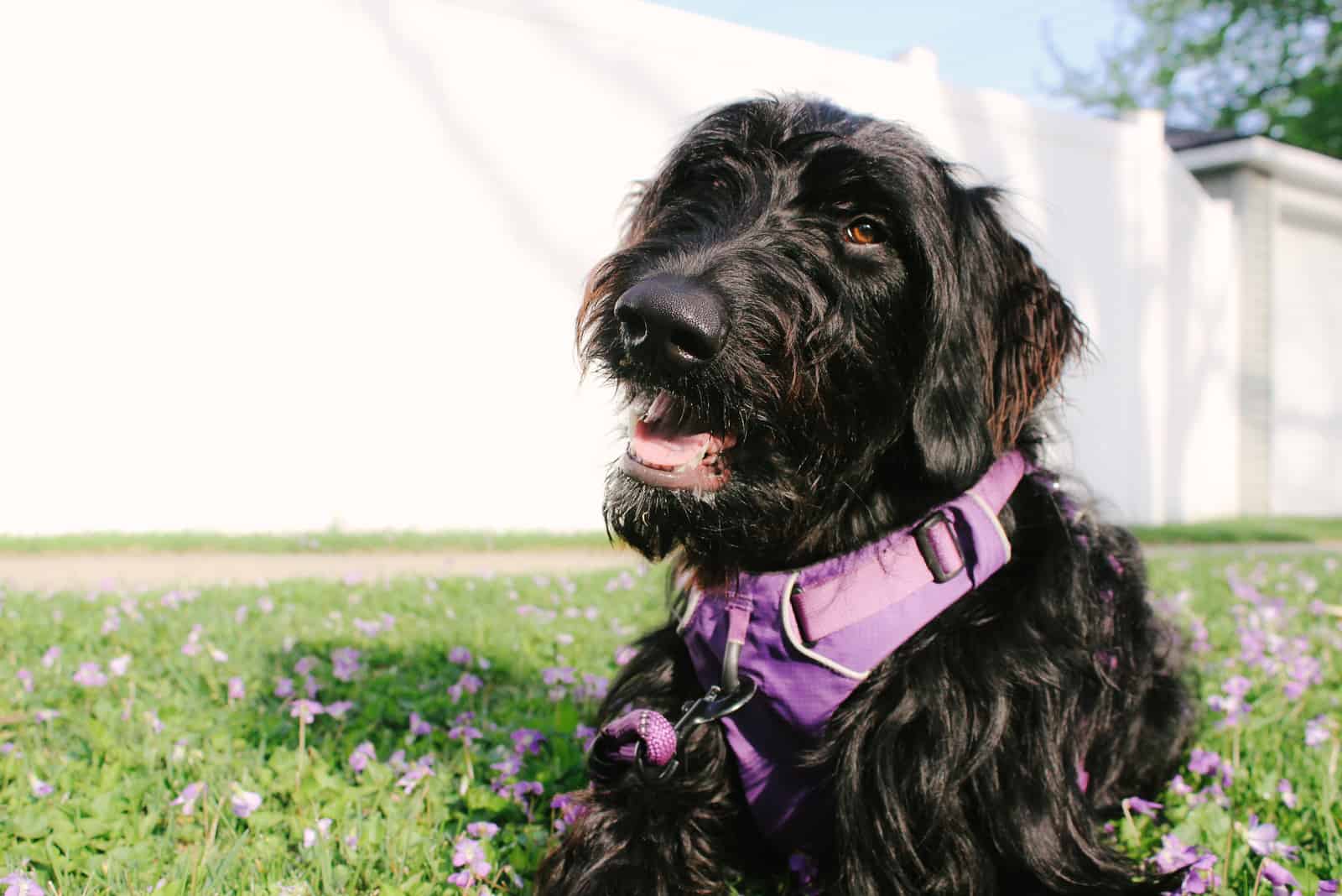 Black Goldendoodle lies in the yard