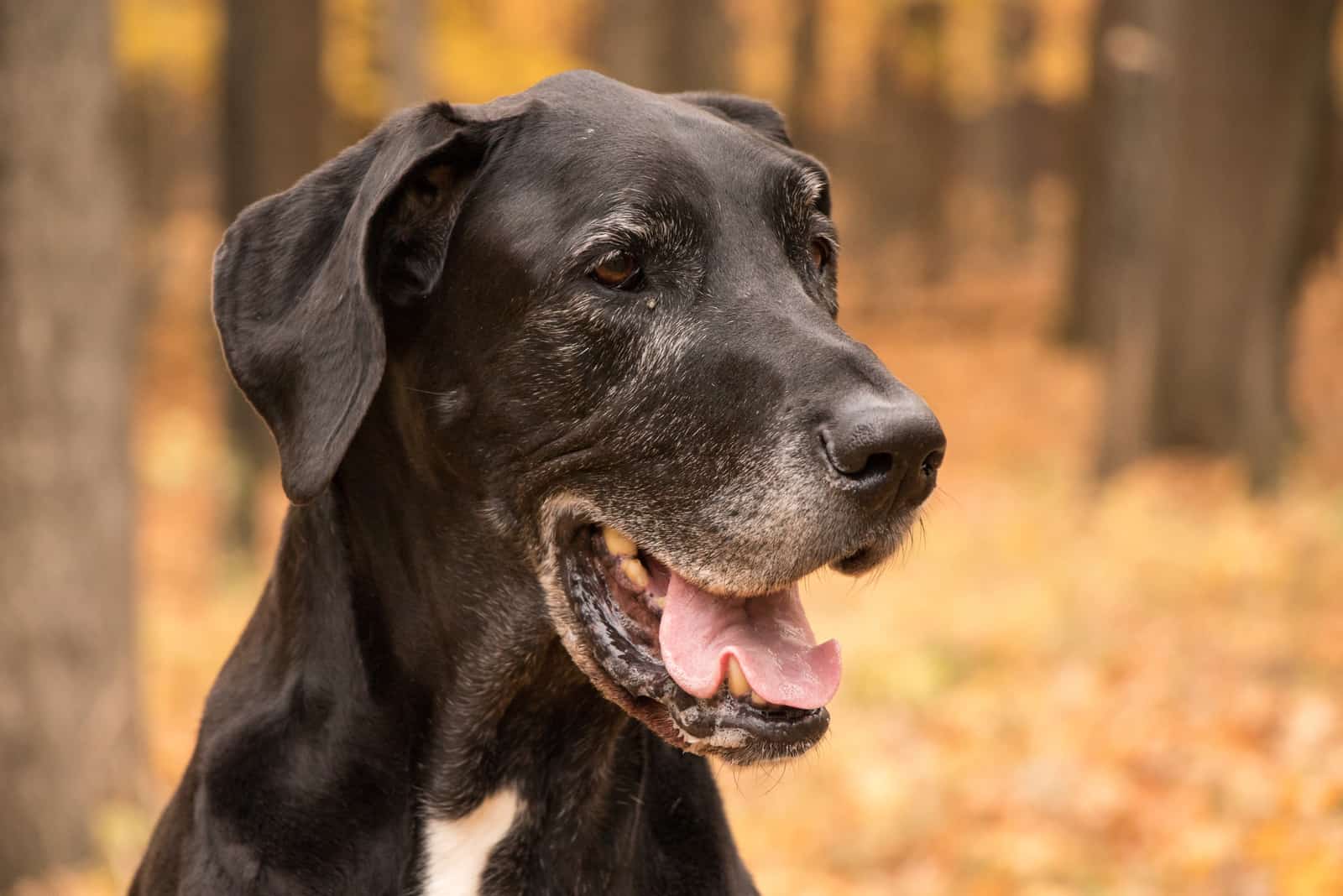 black great dane dog in forest