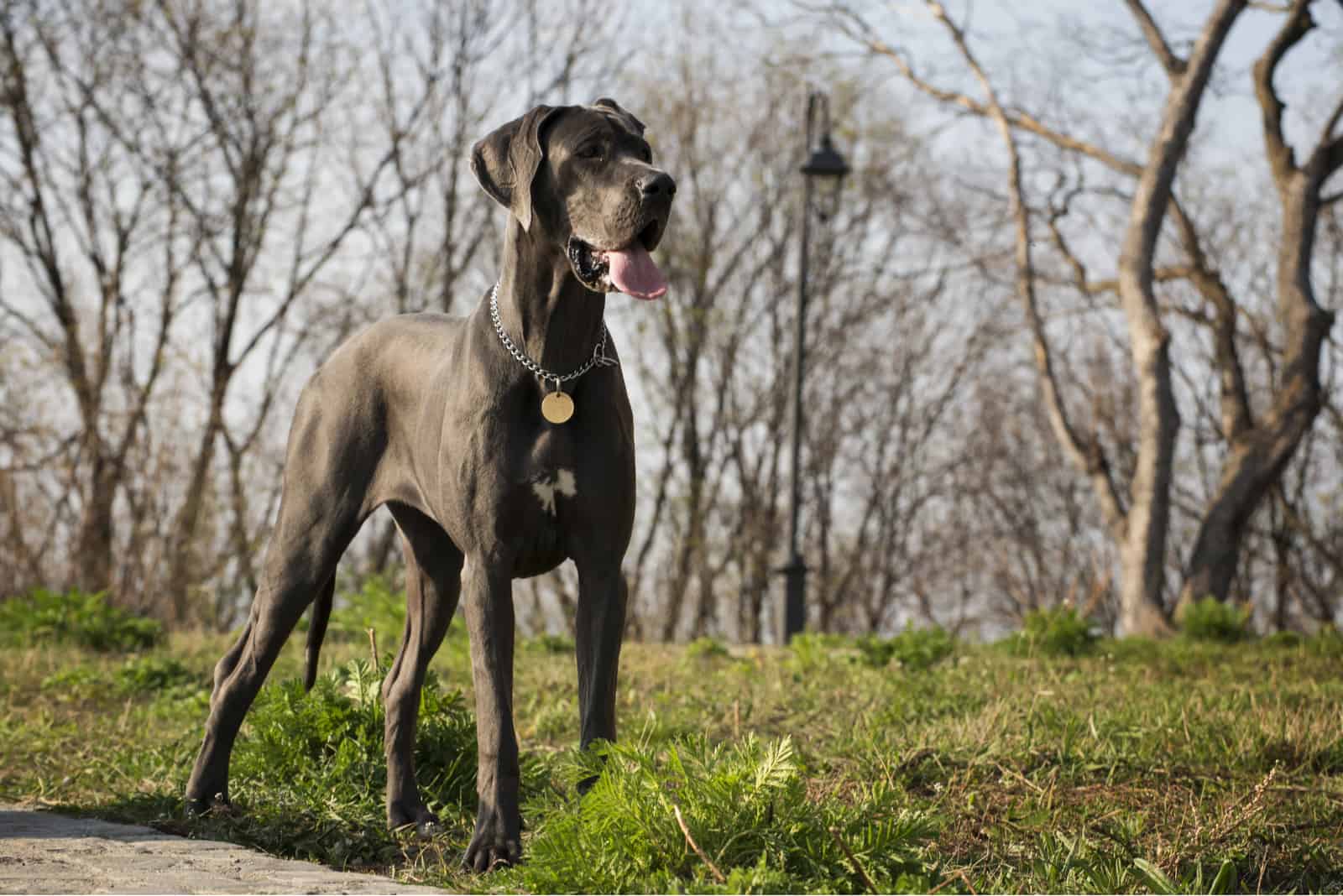 black great dane