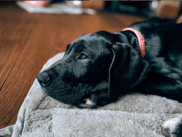 black great dane