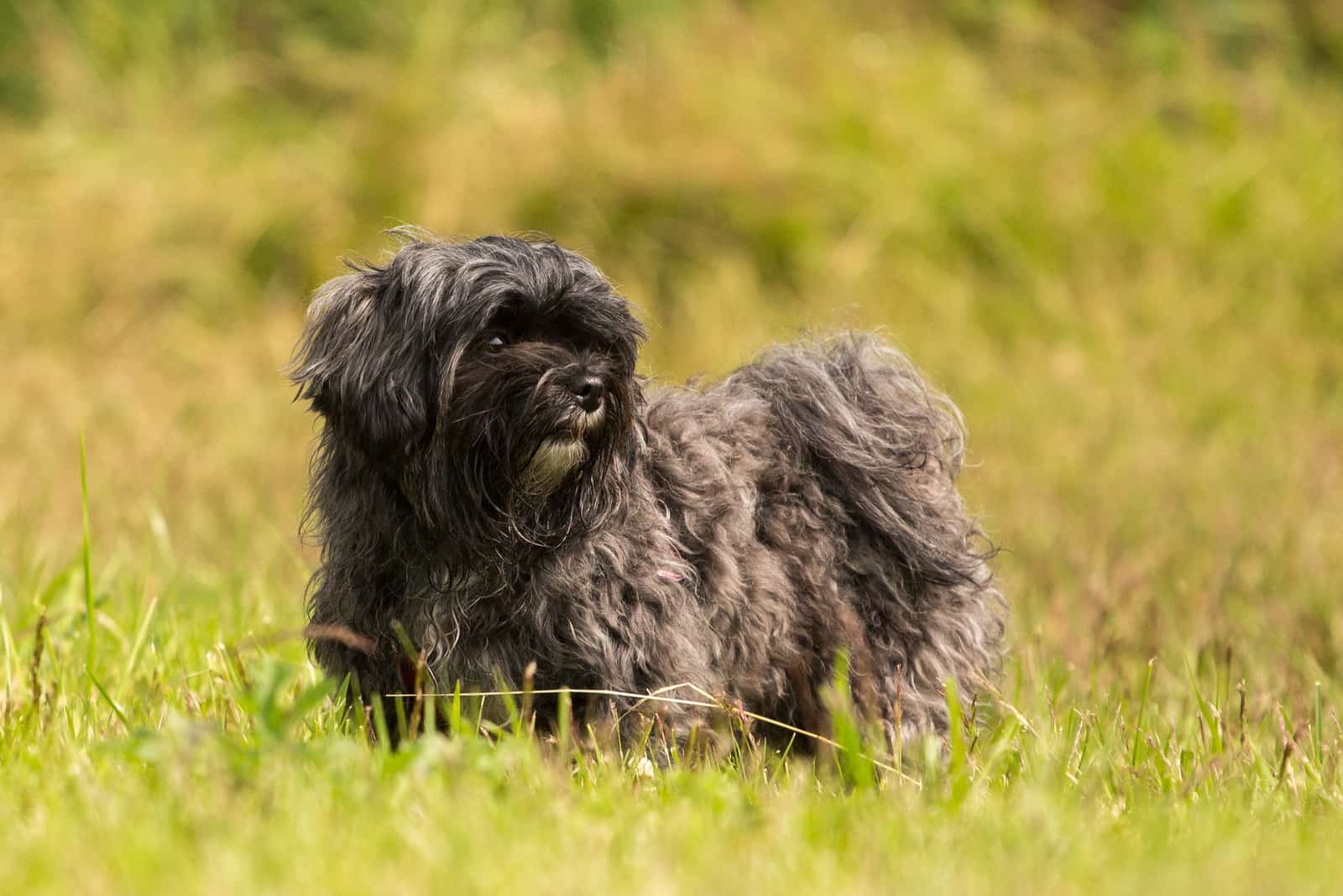 black havanese dog