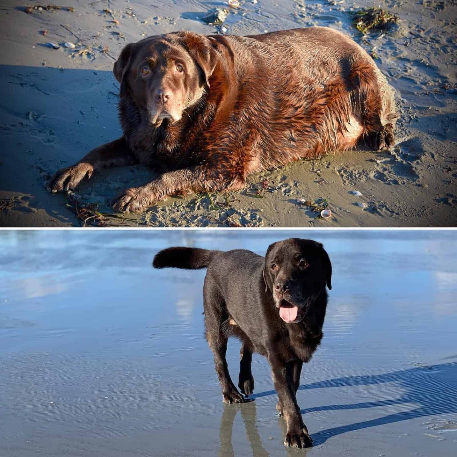 black labrador dog before and after weight loss