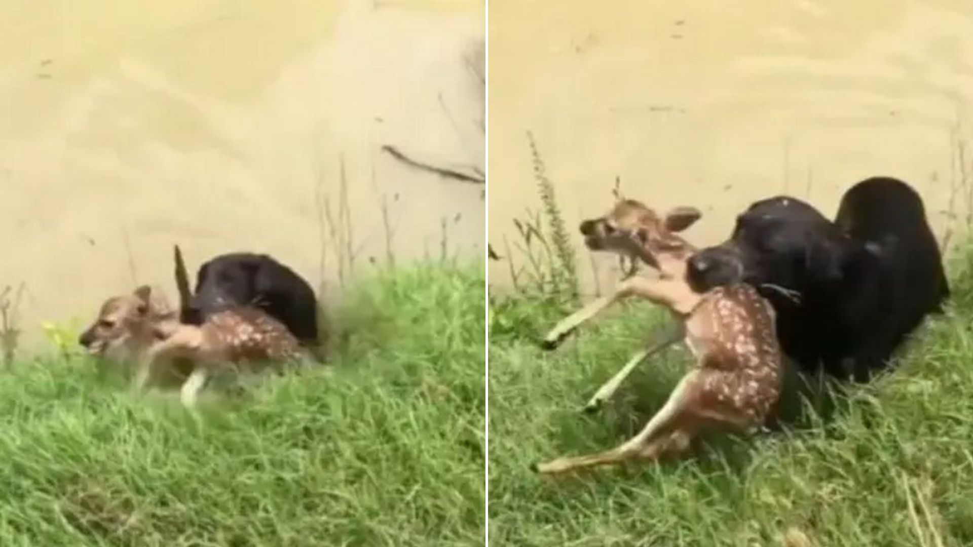 Owner Was So Proud Of His Black Labrador After He Rushed To Save A Drowning Fawn