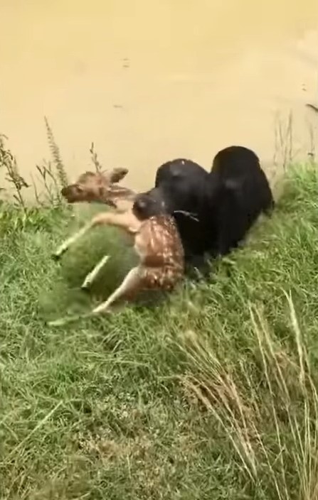 black labrador rescuing fawn