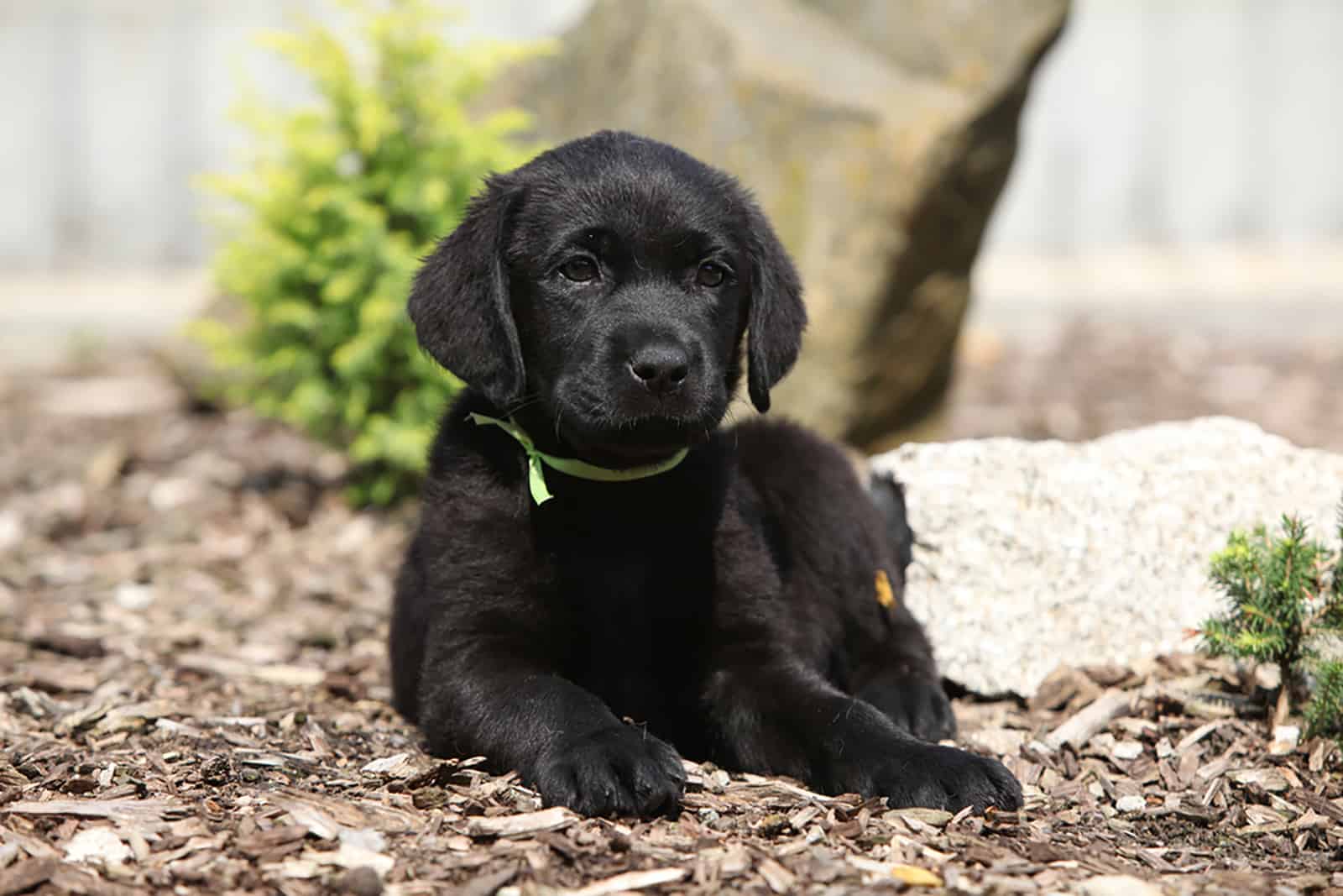 black labrador retriever puppy lying beside stones