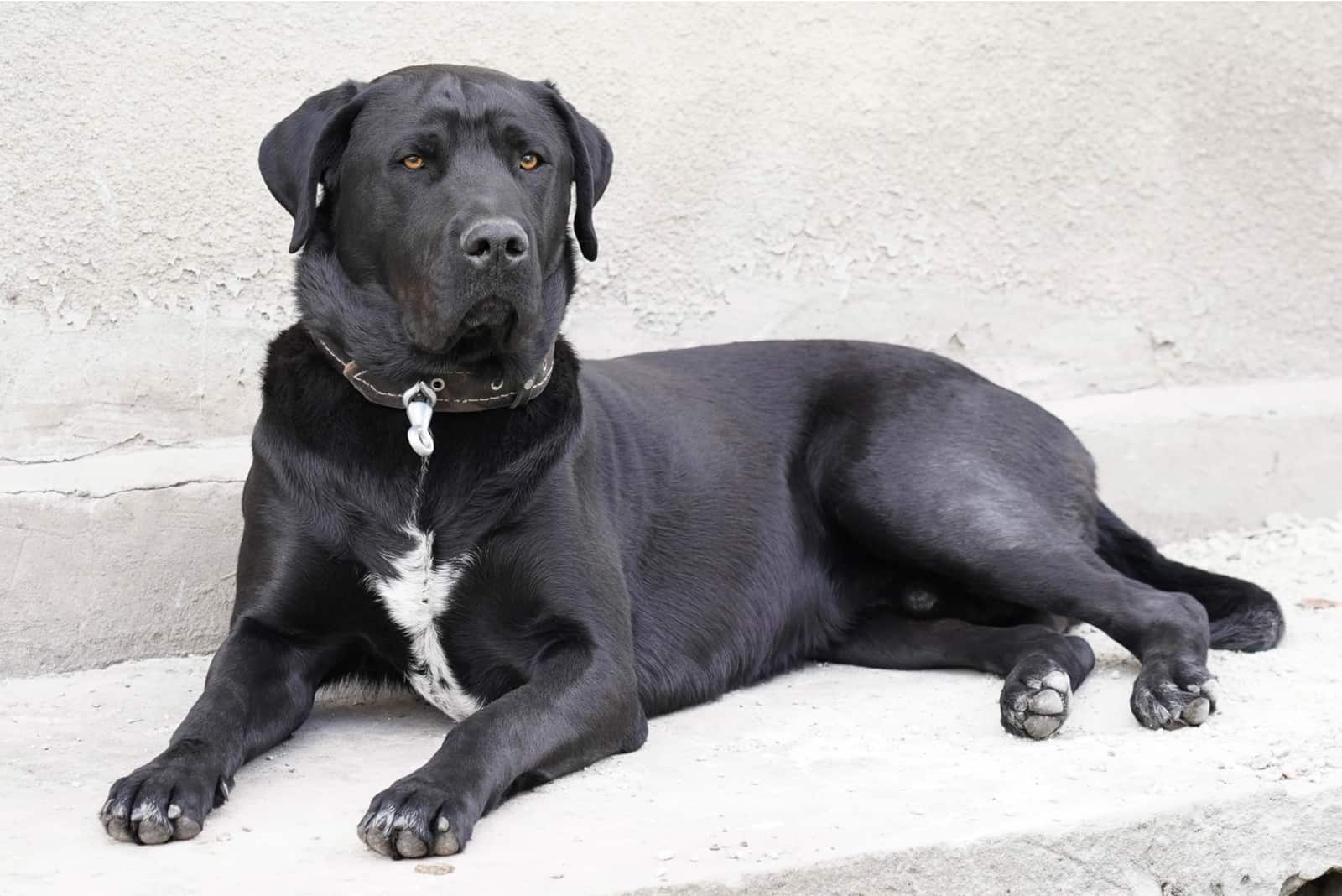 black labrador with white markings