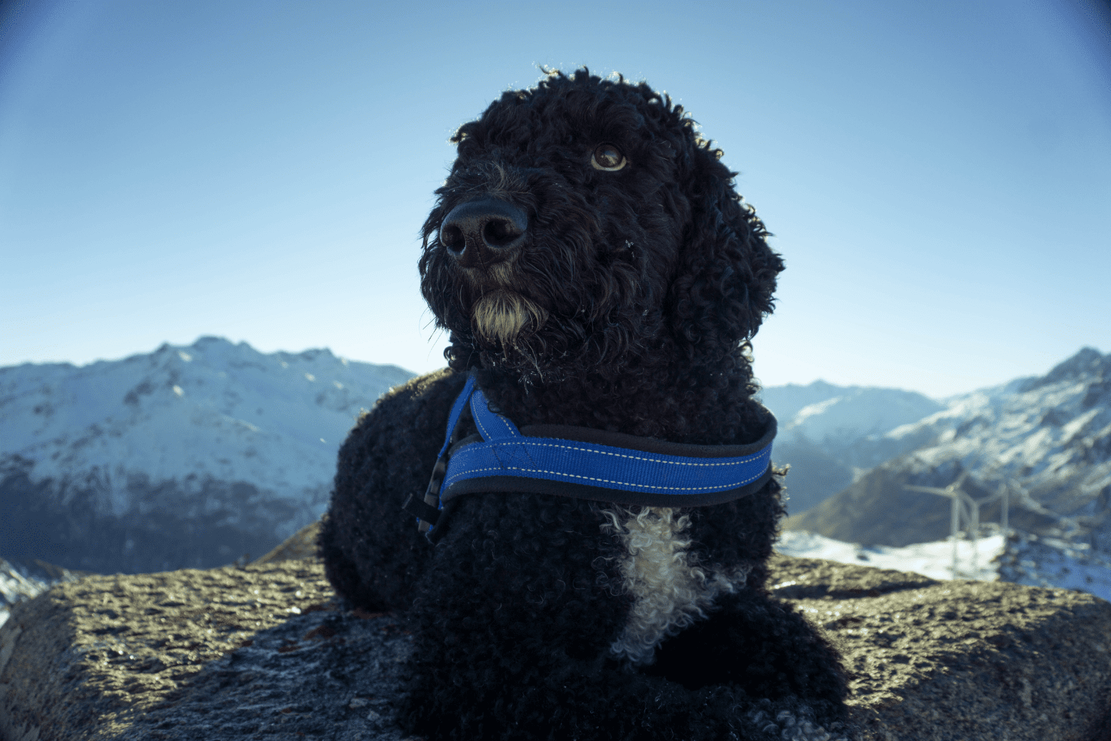 Black Lagotto Romagnolo lies down and looks around