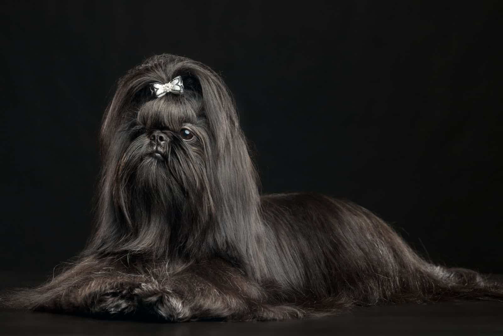 black long haired shih tzu in black background