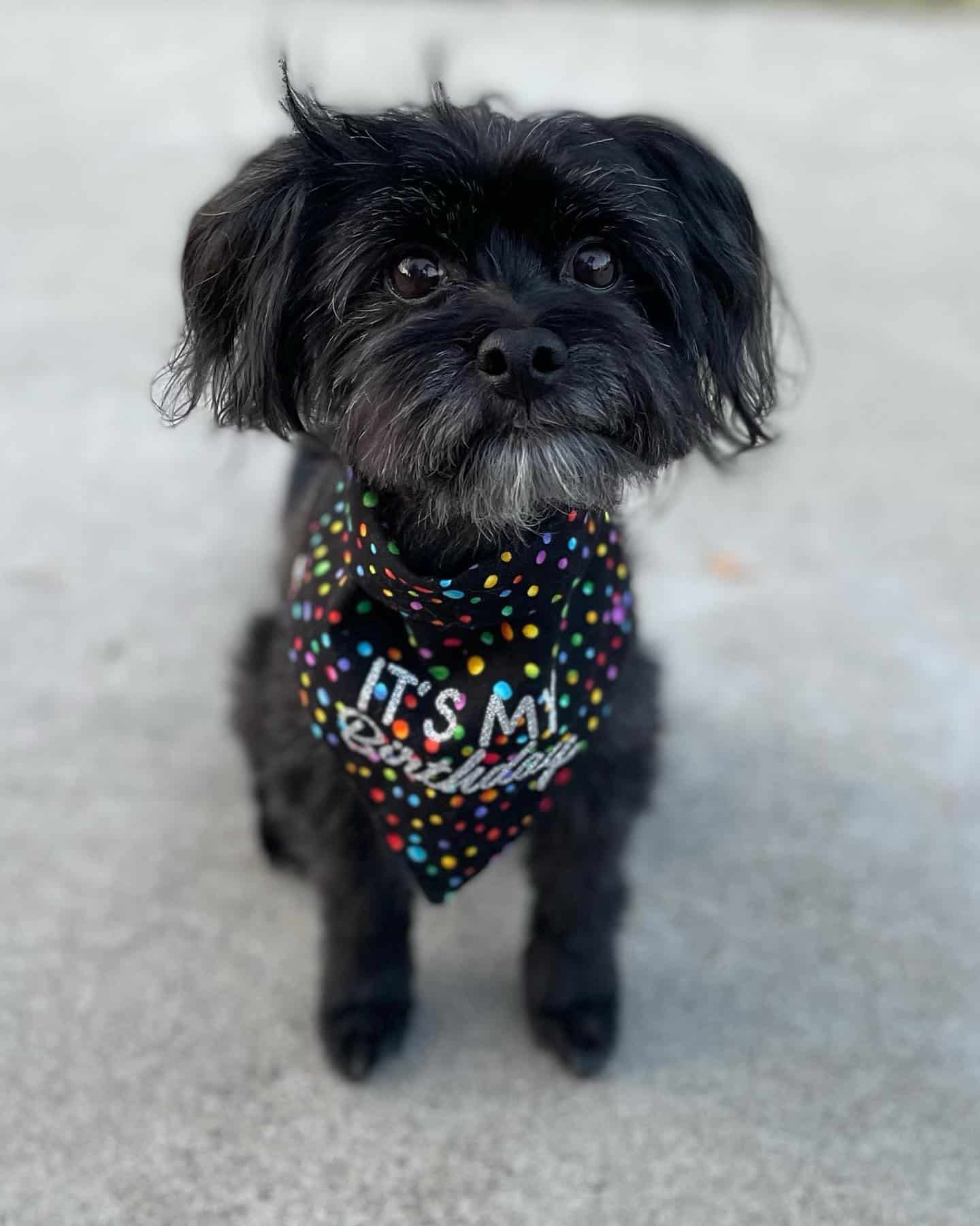 black maltese sitting outdoor