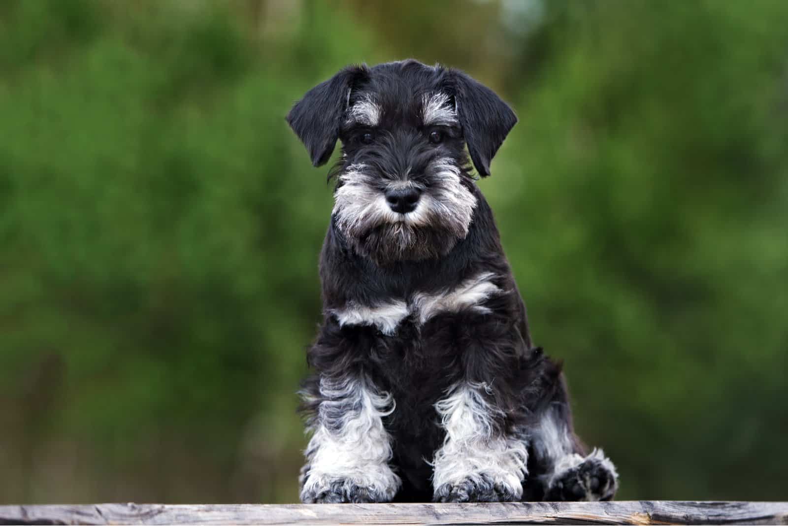 black miniature schnauzer puppy sitting outdoors