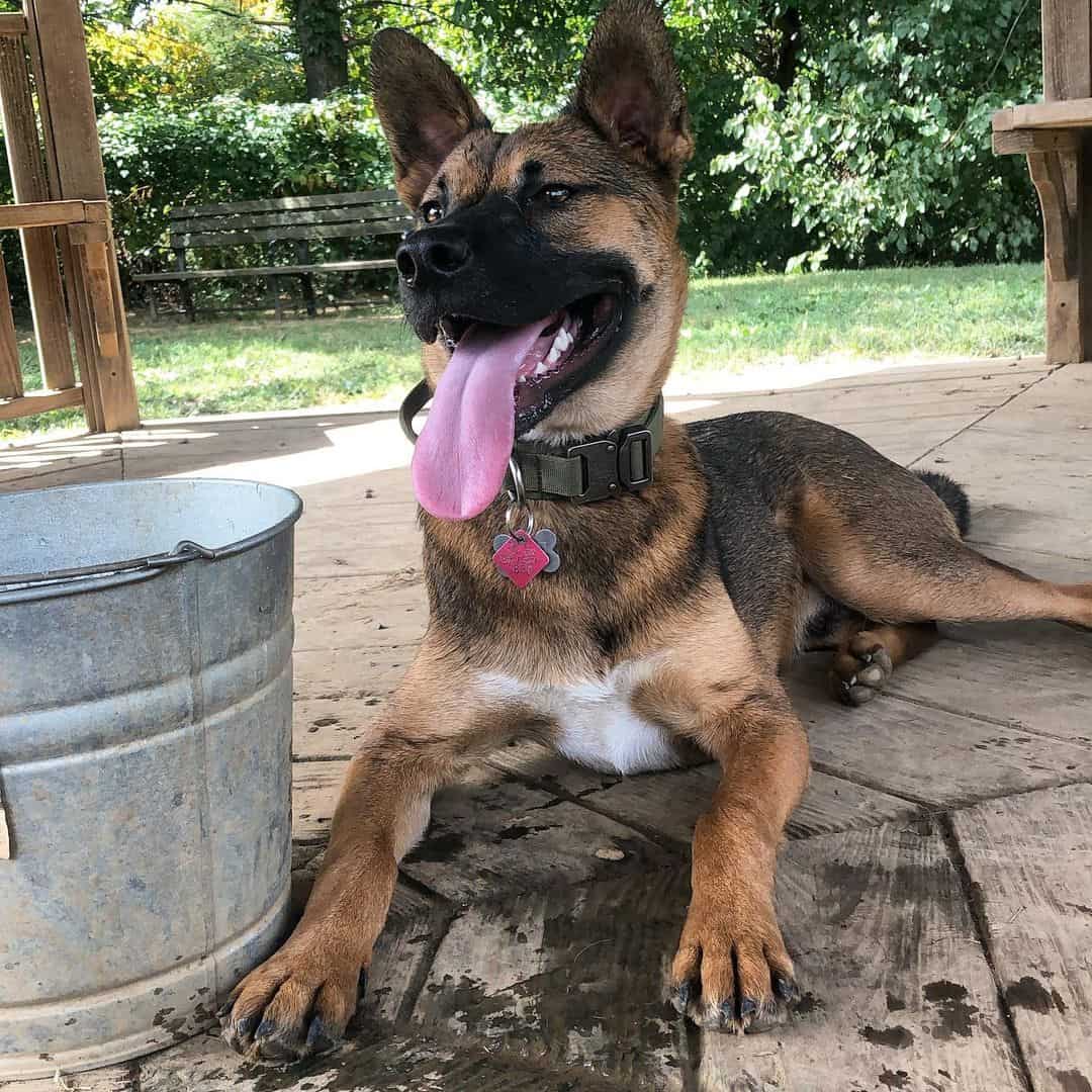 Black Mouth Cur German Shepherd Mix lies with tongue out