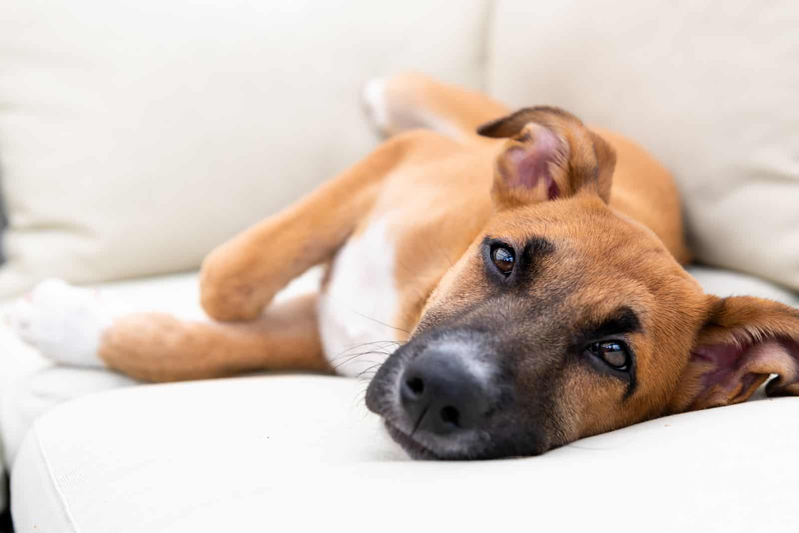 Black Mouth Cur is lying on the couch