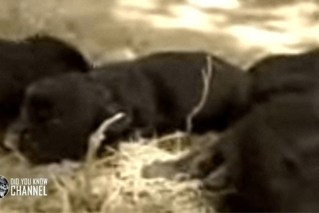 black newborn puppies