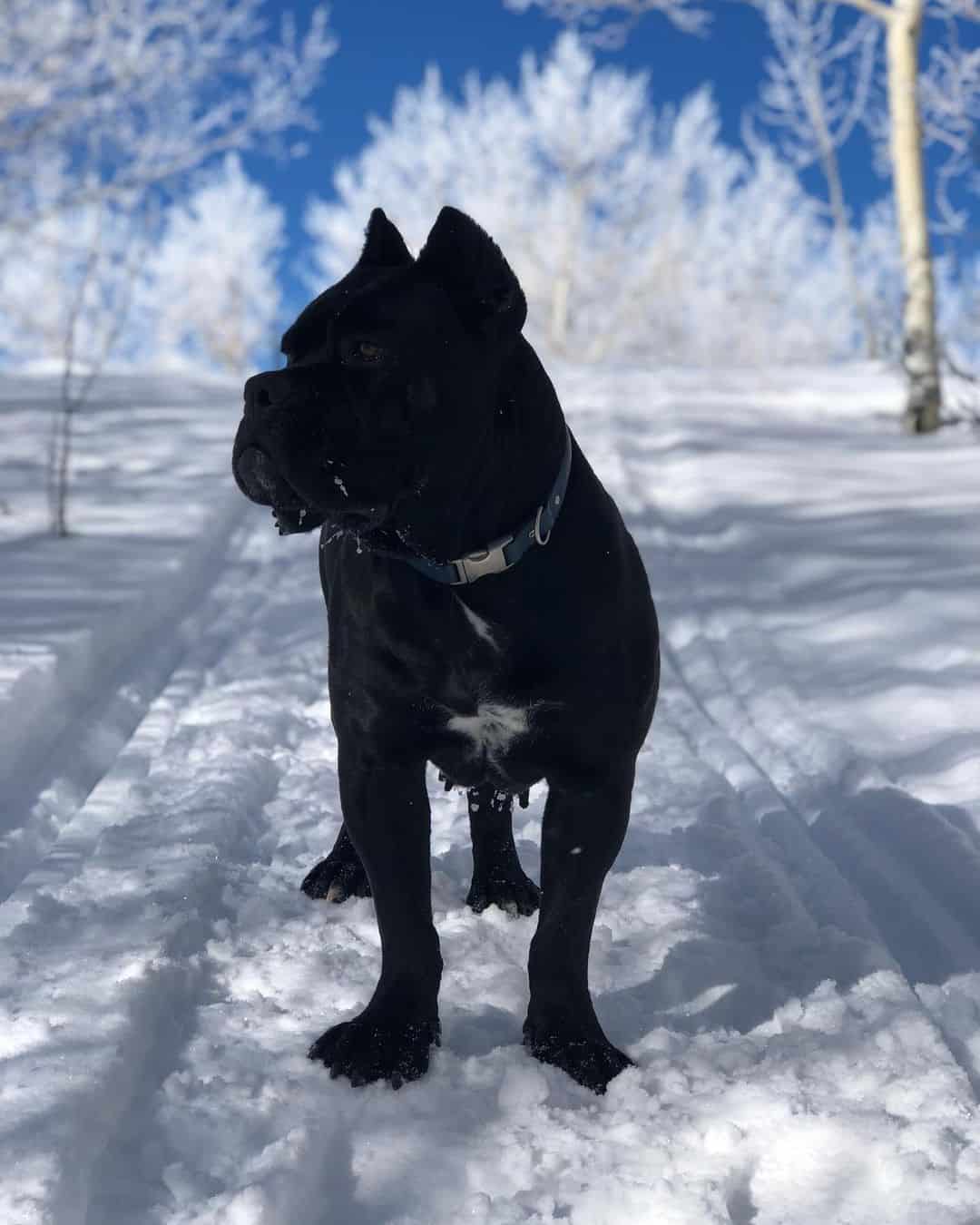 black north american mastiff