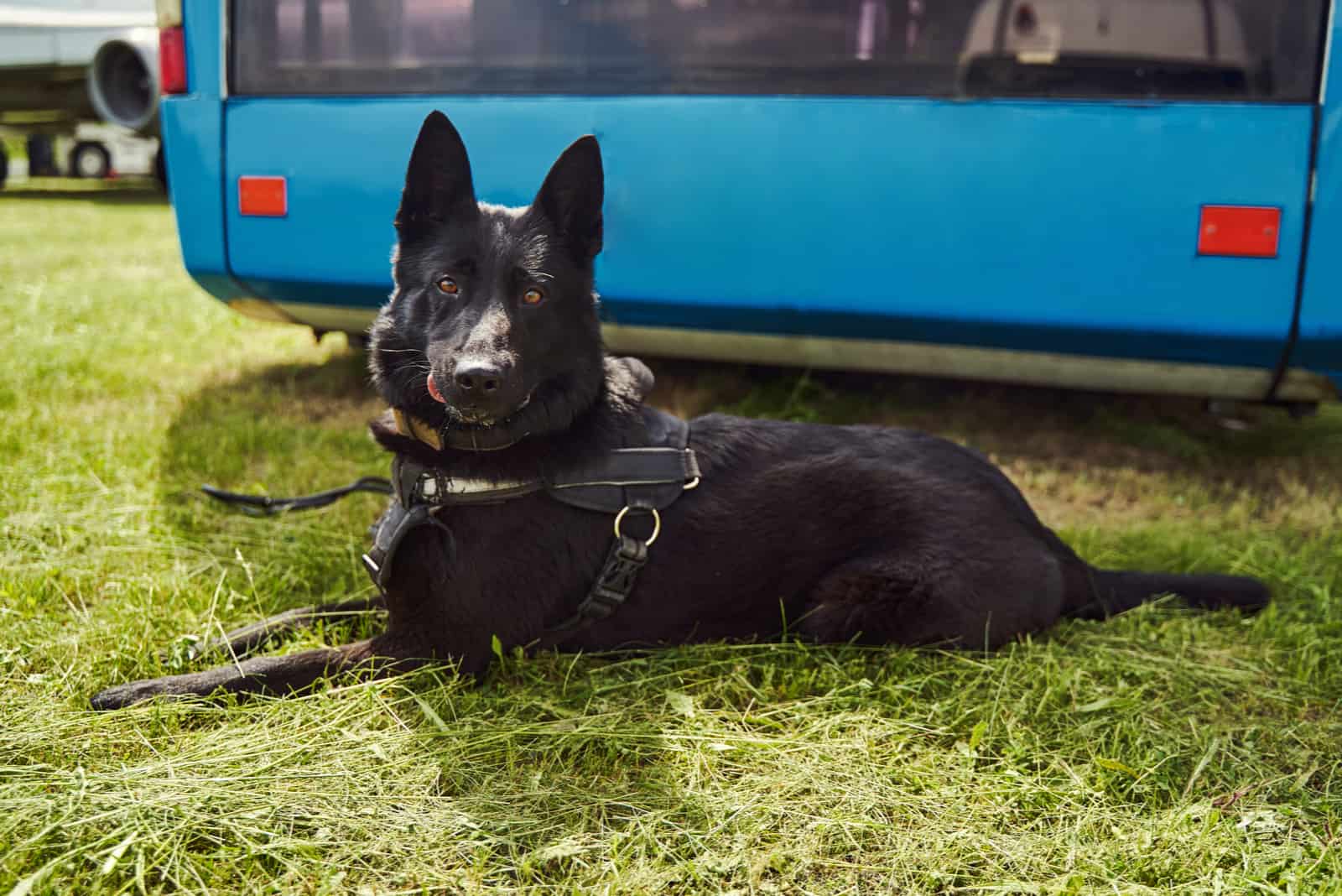 Black Norwegian Elkhound dog lying on grass at aerodrome