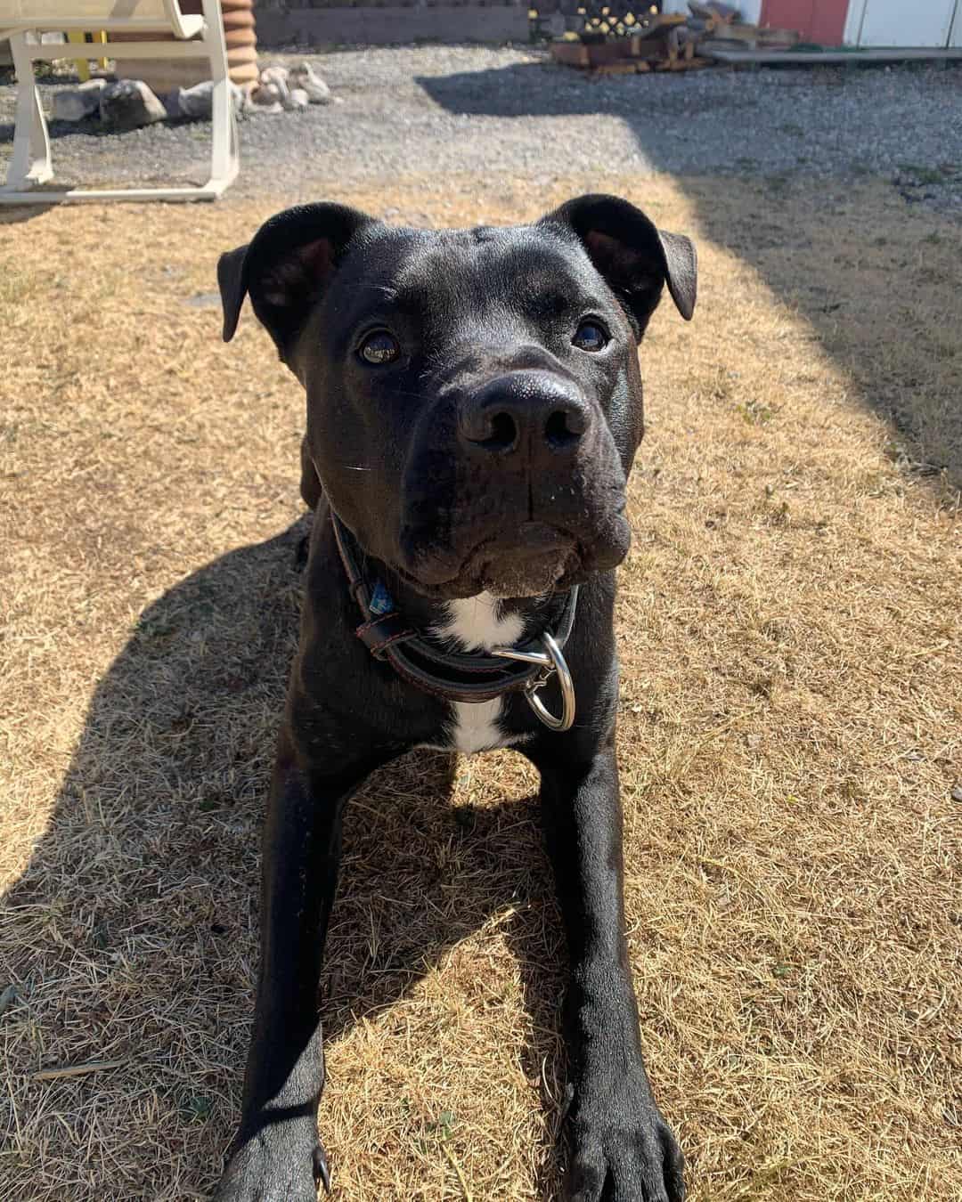 black pitbull akita mix