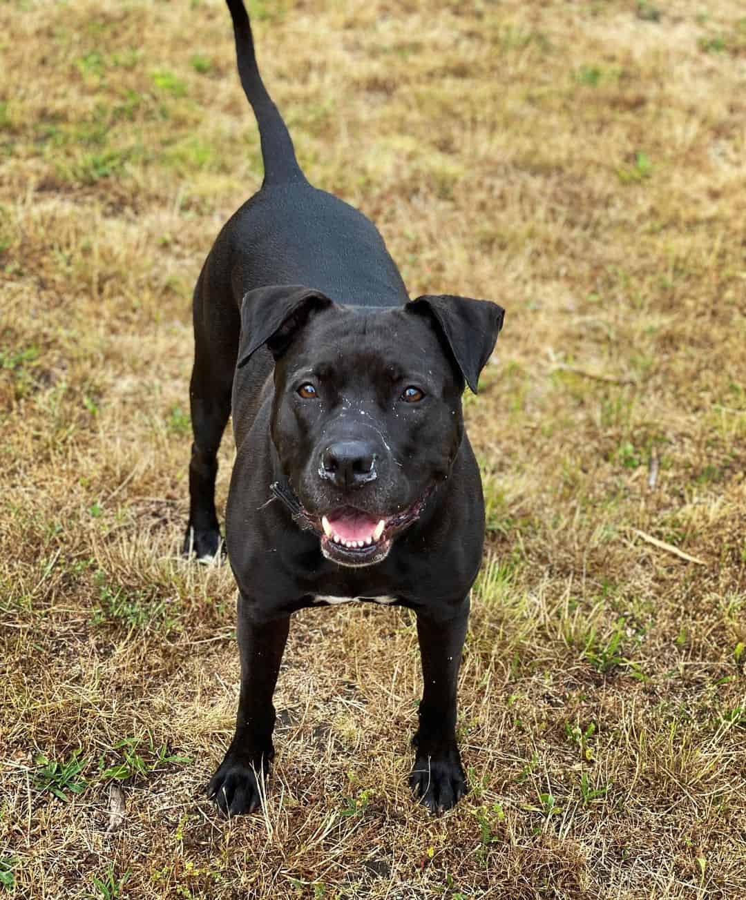 Black Pitbull standing outdoors