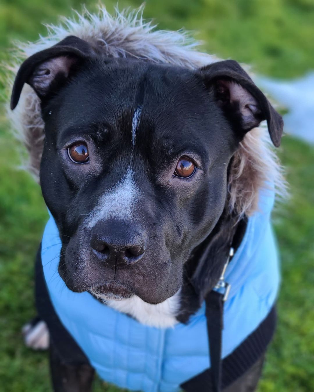 black pittie named blueberry