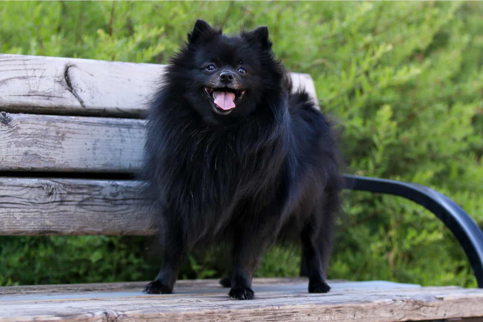 Black pomeranian