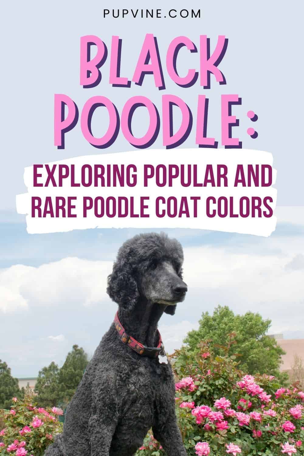 Black Poodle Exploring Popular And Rare Poodle Coat Colors