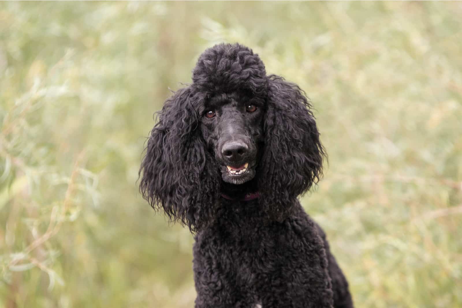 Black Poodle: Exploring Popular And Rare Poodle Coat Colors