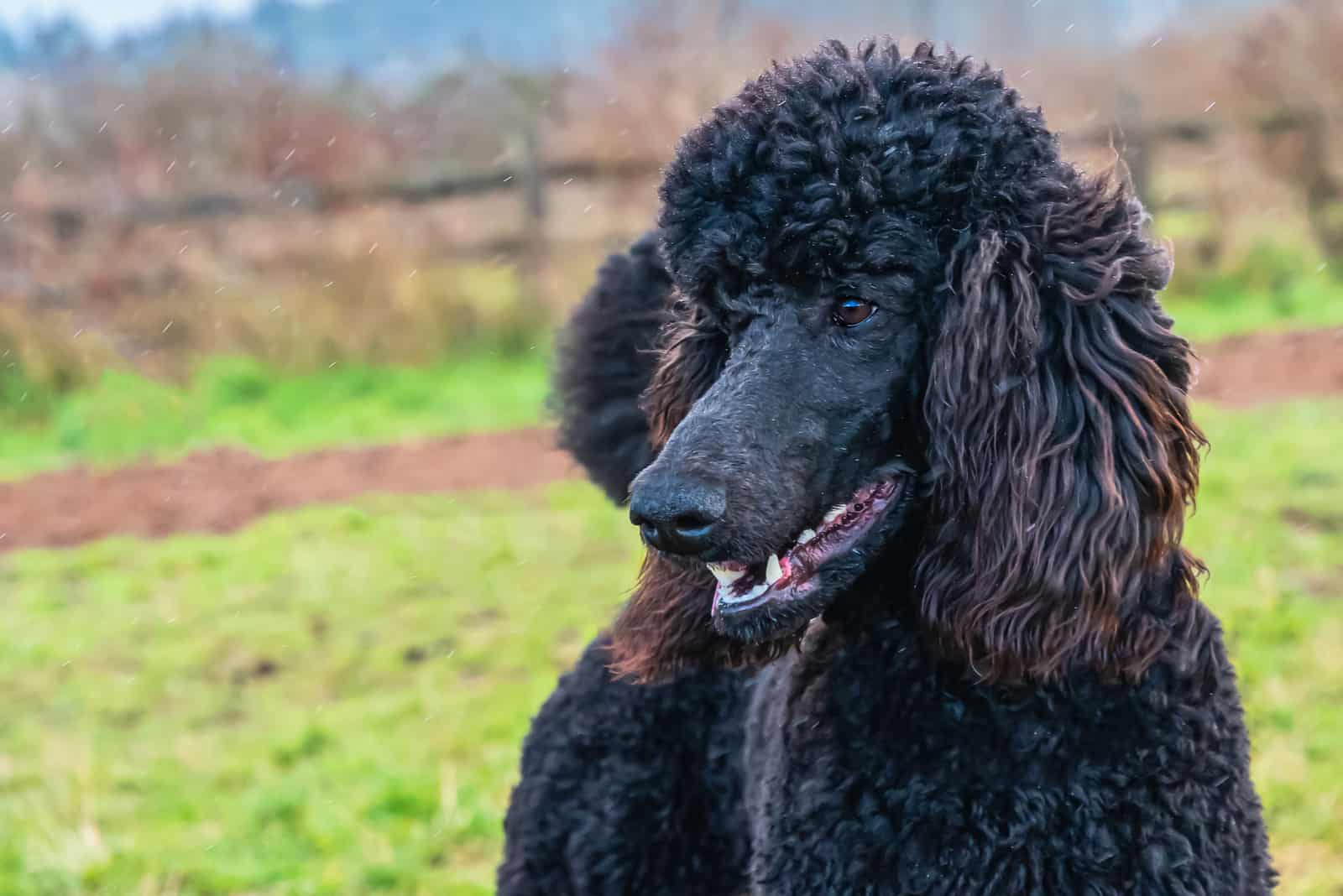 black poodle outdoors