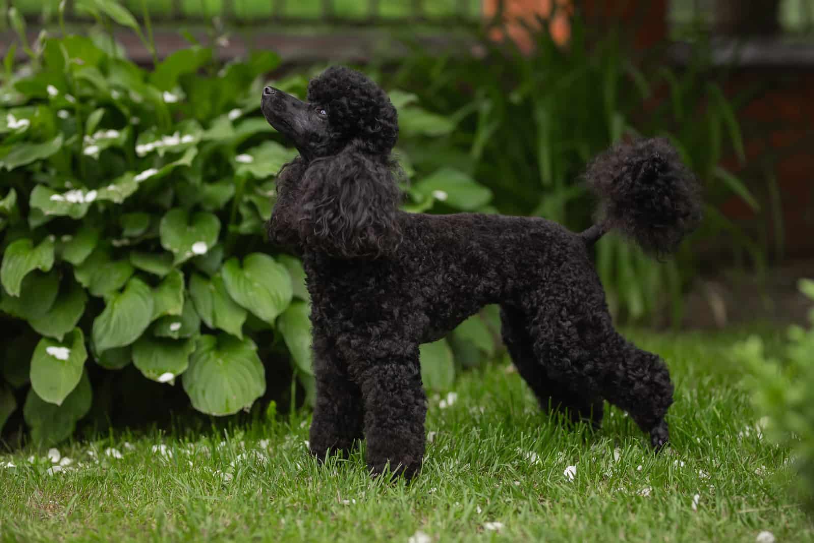 black poodle