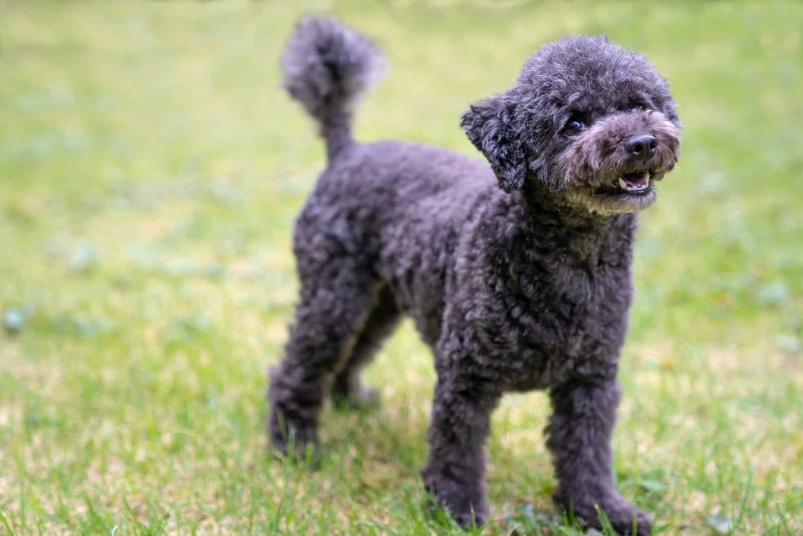 black poodlestanding on grass